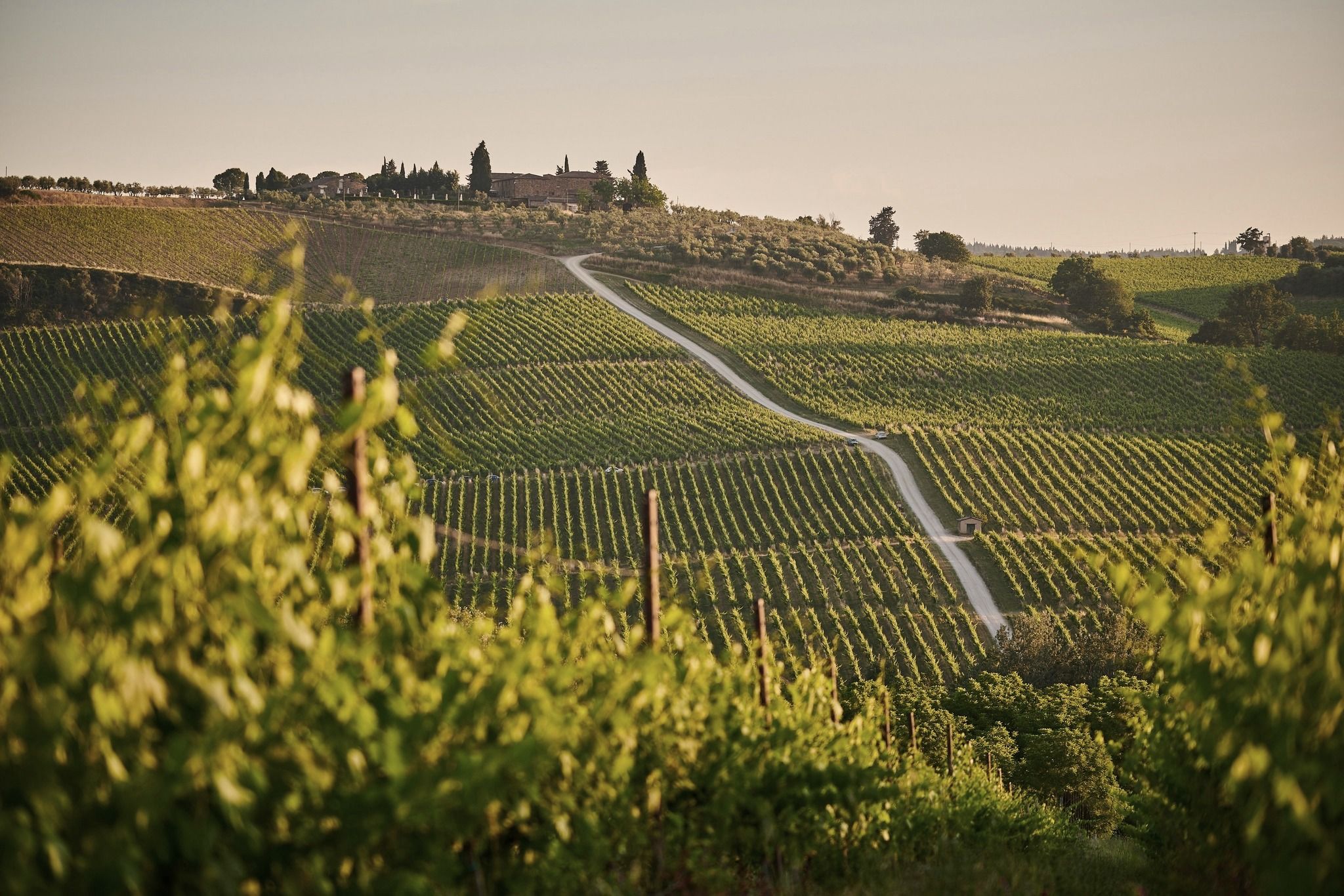 Vineyards on the Modena hills in the light of sunset